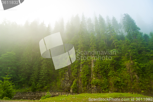 Image of Beautiful pine trees on  mountains