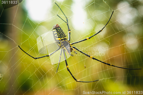 Image of female Golden Web Spider 