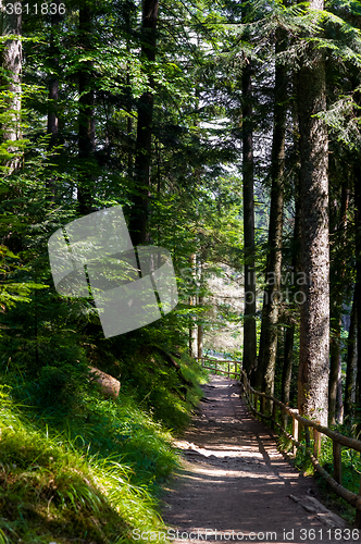 Image of Beautiful pine trees on  mountains