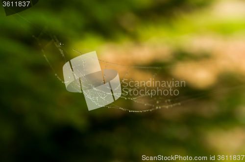 Image of The web with water drops