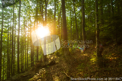 Image of Beautiful pine trees on  mountains