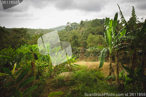 Image of jungle of Thailand