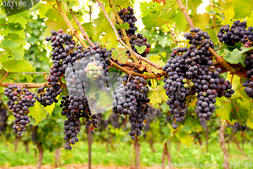 Image of Red grapes