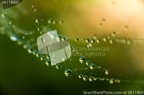 Image of The web with water drops