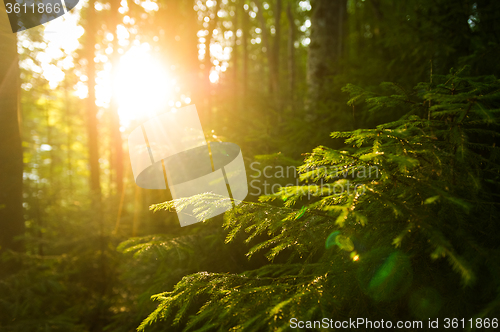 Image of Beautiful pine trees on  mountains