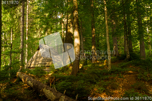 Image of Beautiful pine trees on  mountains