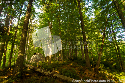 Image of Beautiful pine trees on  mountains