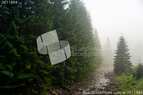 Image of Beautiful pine trees on  mountains