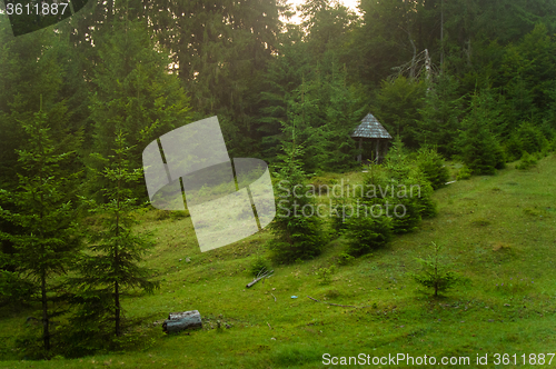 Image of Beautiful pine trees on  mountains