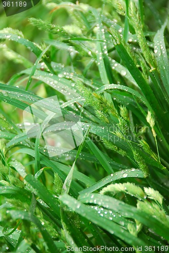 Image of Green grass