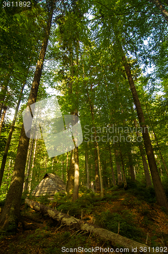 Image of Beautiful pine trees on  mountains