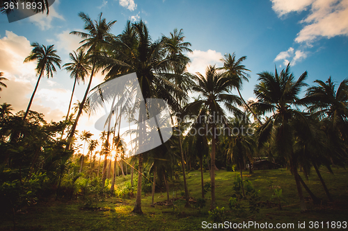 Image of jungle of Thailand