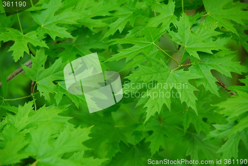 Image of Green leaves background