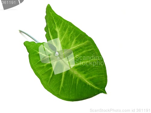 Image of Green leaf over white