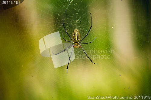 Image of female Golden Web Spider 