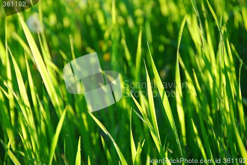 Image of Green grass