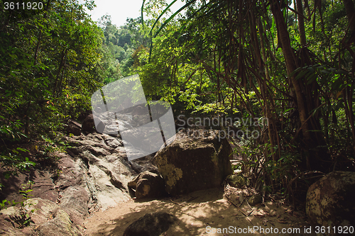 Image of jungle of Thailand