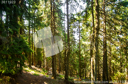 Image of Beautiful pine trees on  mountains