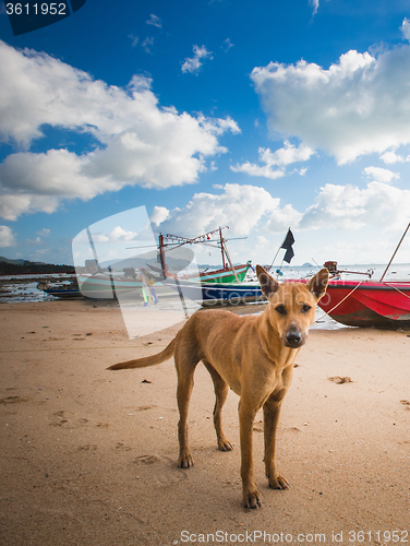 Image of  beautiful dog on the beach and  boats in background