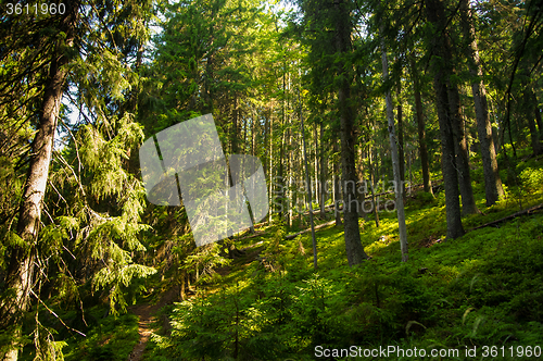 Image of Beautiful pine trees on  mountains