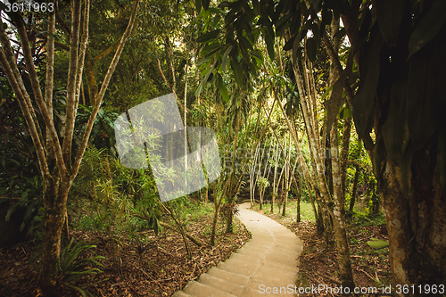 Image of jungle of Thailand