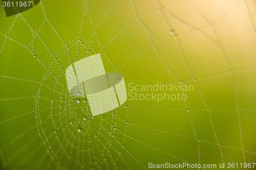 Image of The web with water drops