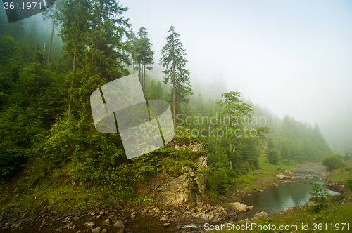 Image of Beautiful pine trees on  mountains