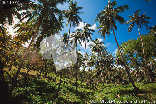 Image of jungle of Thailand