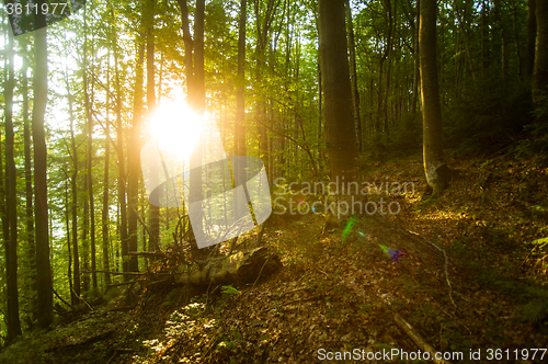 Image of Beautiful pine trees on  mountains