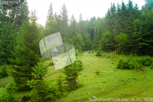 Image of Beautiful pine trees on  mountains