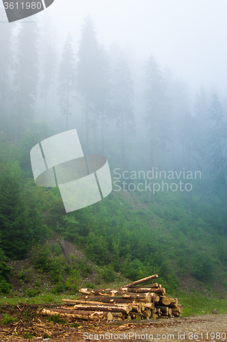 Image of Beautiful pine trees on  mountains