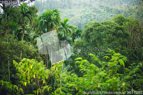 Image of jungle of Thailand