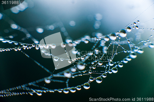 Image of The web with water drops