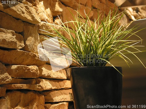Image of Grass plant decoration