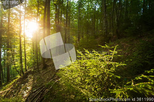 Image of Beautiful pine trees on  mountains