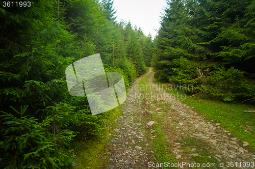 Image of Beautiful pine trees on  mountains