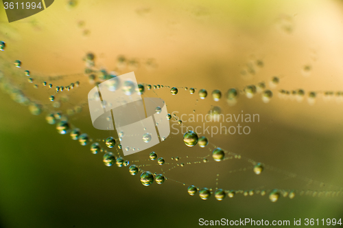 Image of The web with water drops