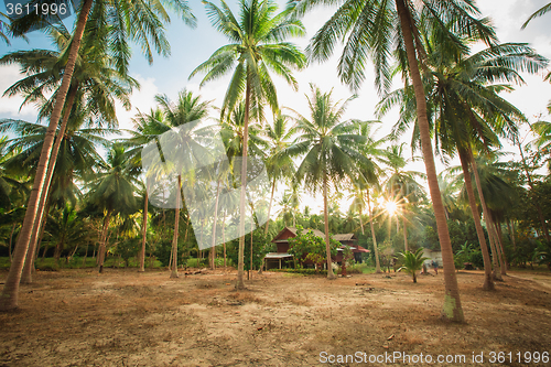 Image of jungle of Thailand