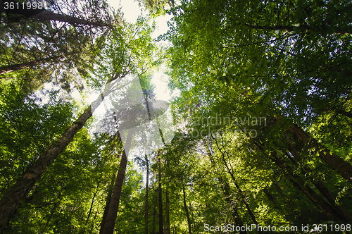 Image of Beautiful pine trees on  mountains