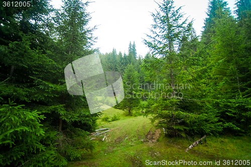 Image of Beautiful pine trees on  mountains