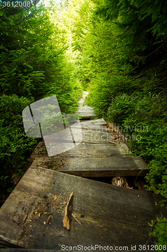 Image of Beautiful pine trees on  mountains