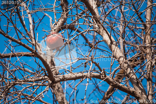 Image of Dried pomegranate on tree