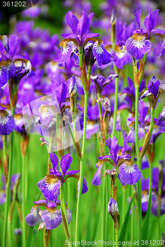 Image of Irises