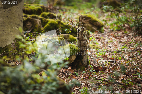 Image of mossy tree in forest