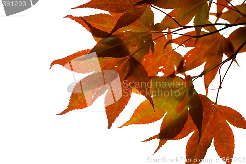 Image of Japanese maple