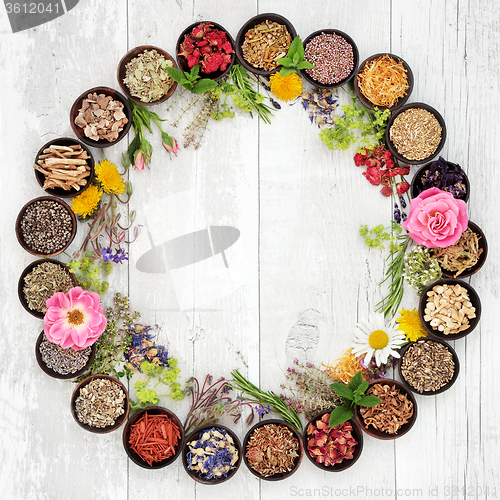 Image of Medicinal Flowers and Herbs