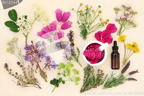 Image of Medicinal Flowers and Herbs