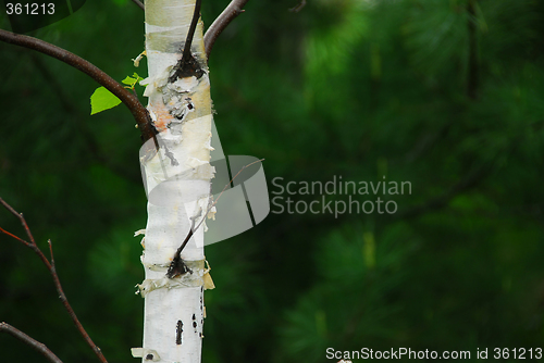Image of Spring forest