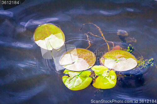 Image of The leaves of water lilies on the water in the river.