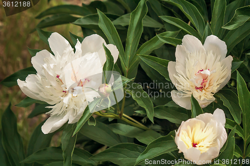 Image of Blossoming white peony among green leaves